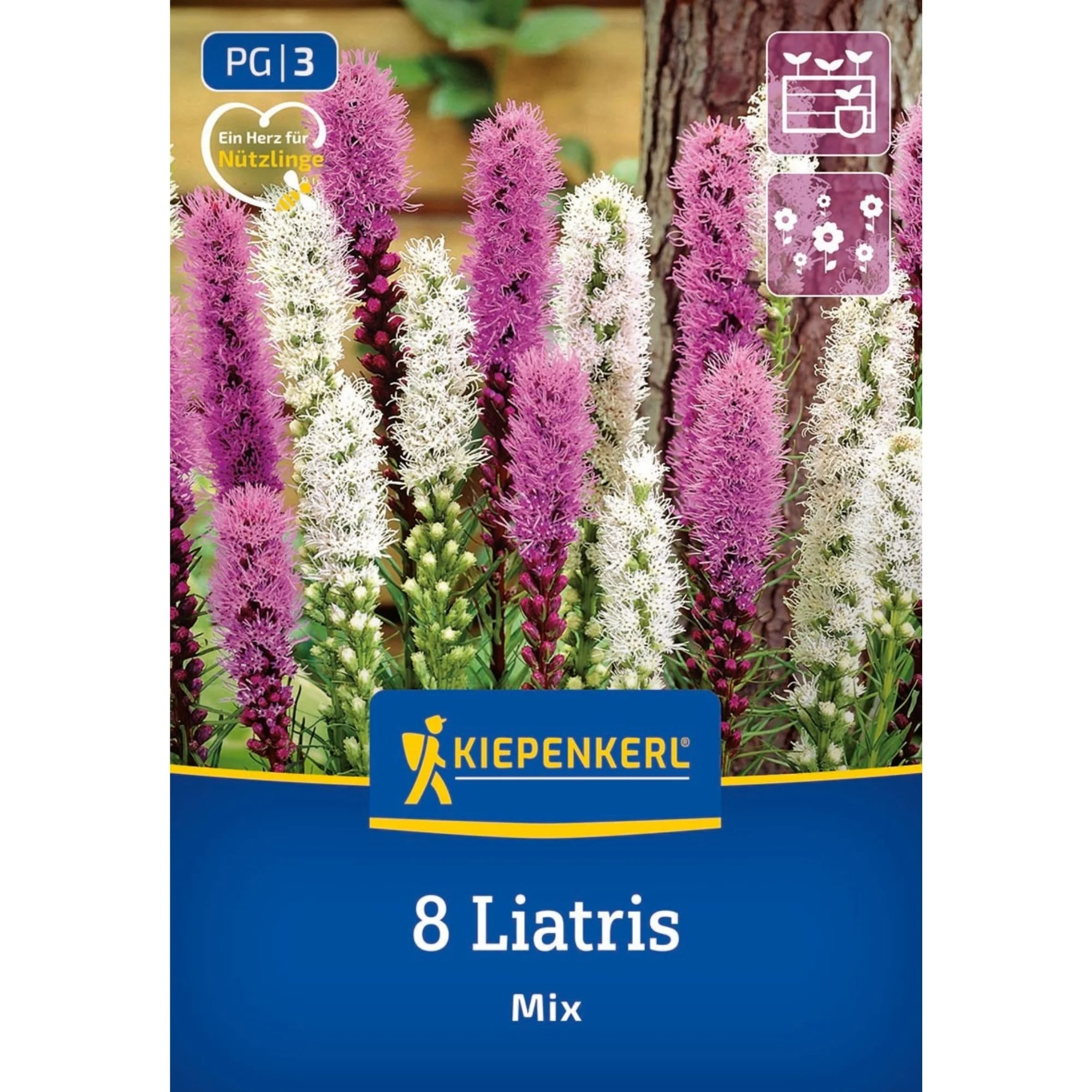 Kiepenkerl Prachtscharte Blau & Weiß, 8 Zwiebeln