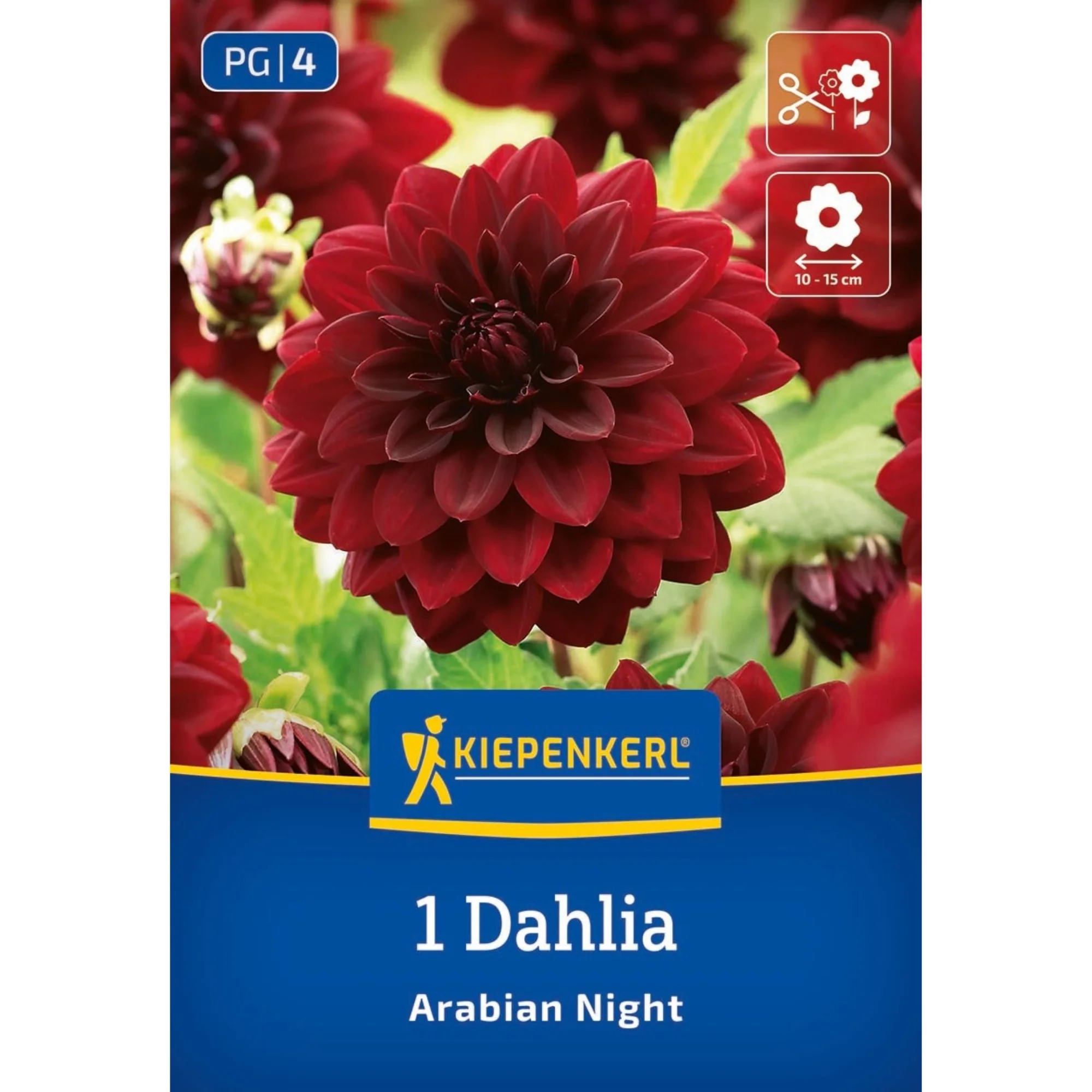 Kiepenkerl Seerosen-Dahlie 'Arabian Night', 1 Zwiebel