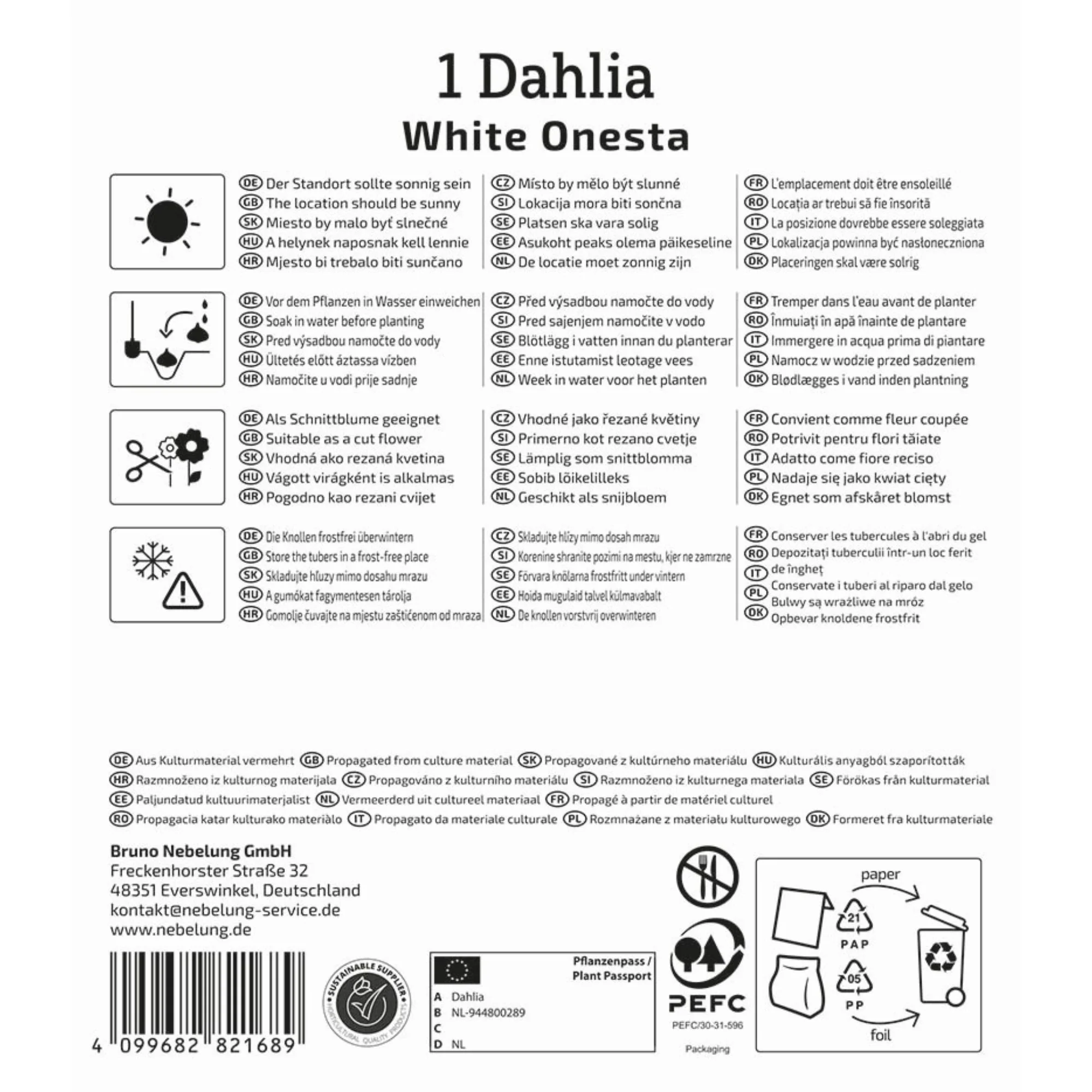 Kiepenkerl Seerosen-Dahlie 'White Onesta', 1 Zwiebel - Image 2