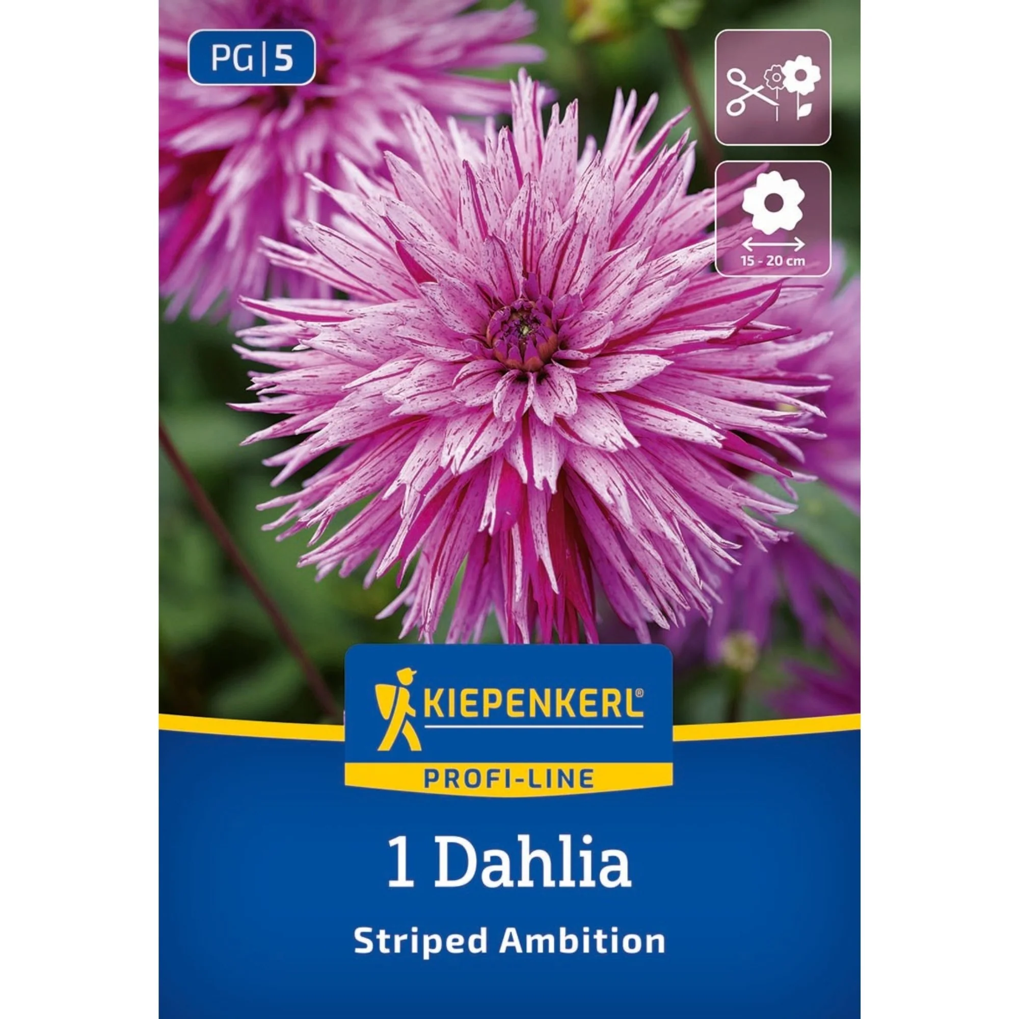 Kiepenkerl Splitt-Dahlie 'Striped Ambition', 1 Zwiebel