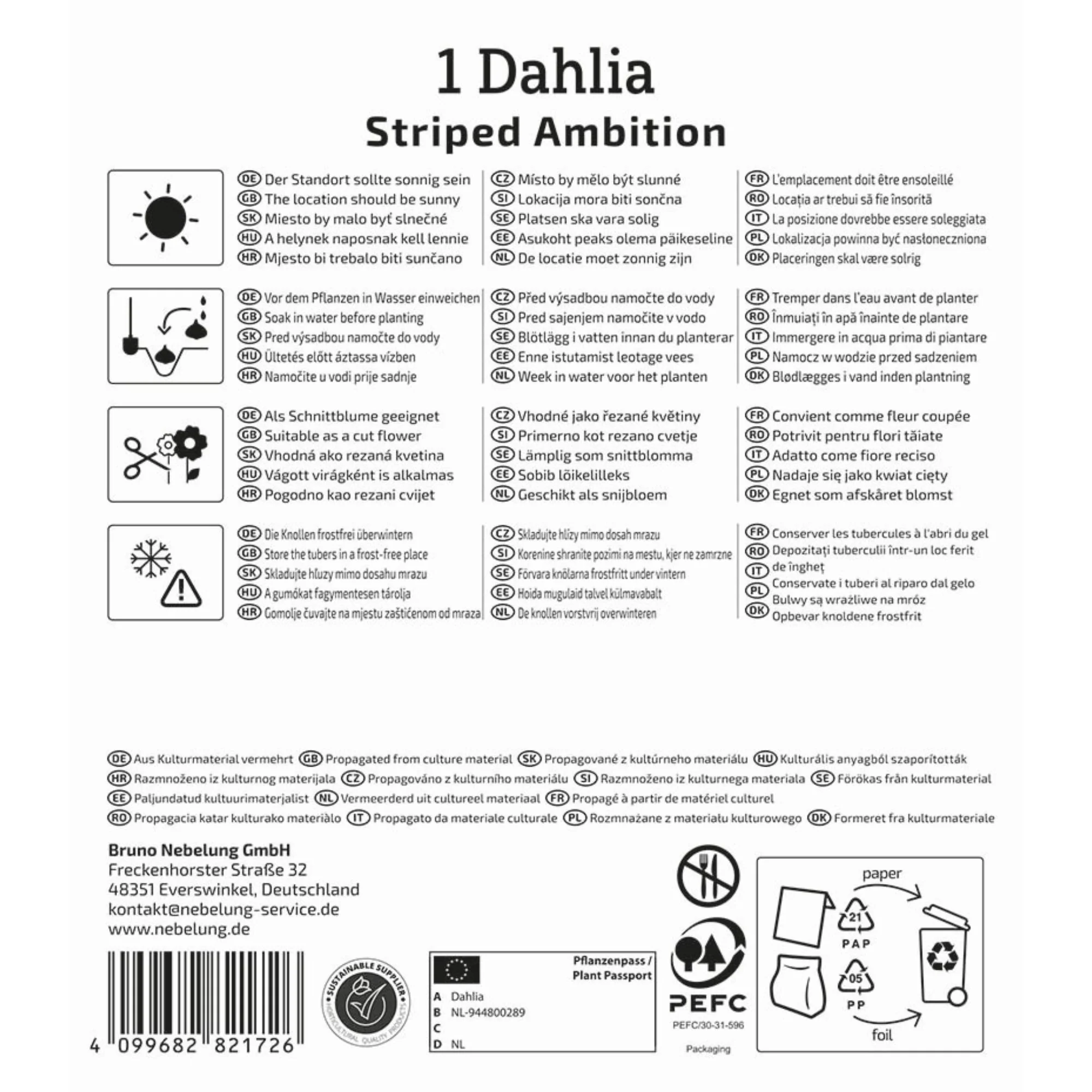 Kiepenkerl Splitt-Dahlie 'Striped Ambition', 1 Zwiebel - Image 2
