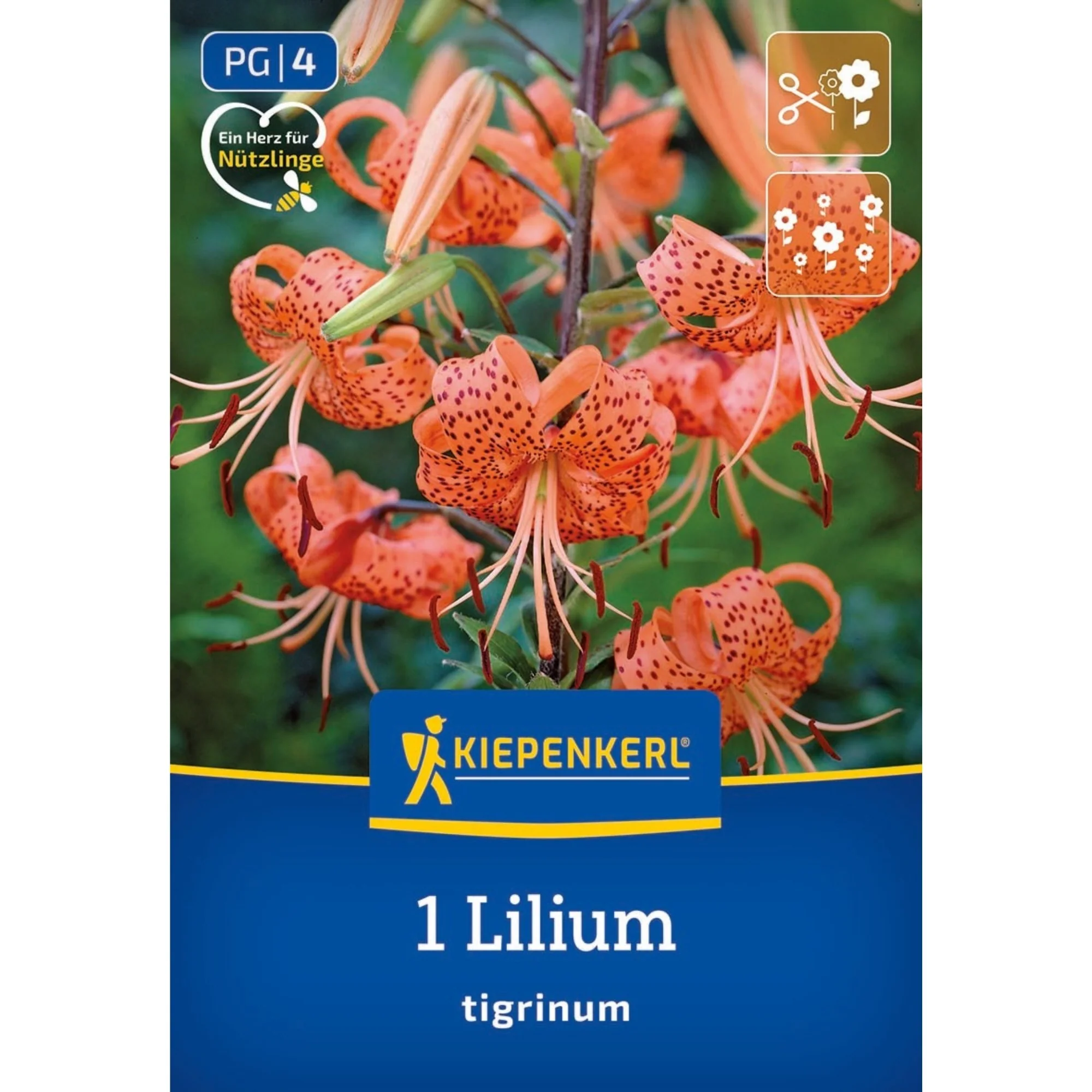 Kiepenkerl Tigerlilie, 1 Zwiebel