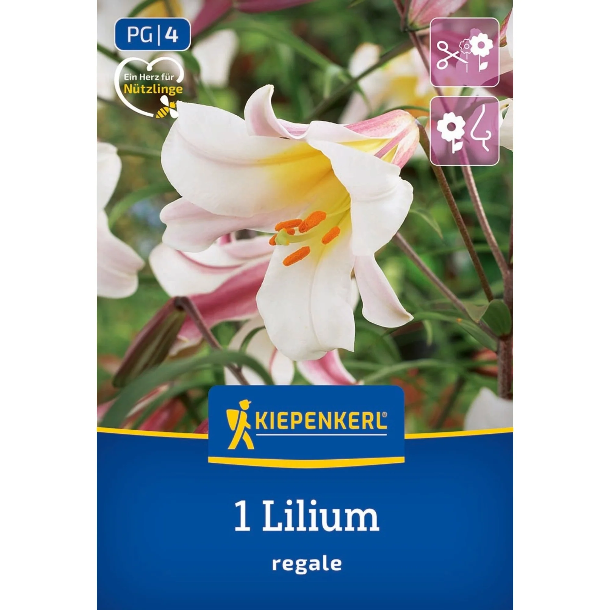 Kiepenkerl Trompeten-Lilie, 1 Zwiebel