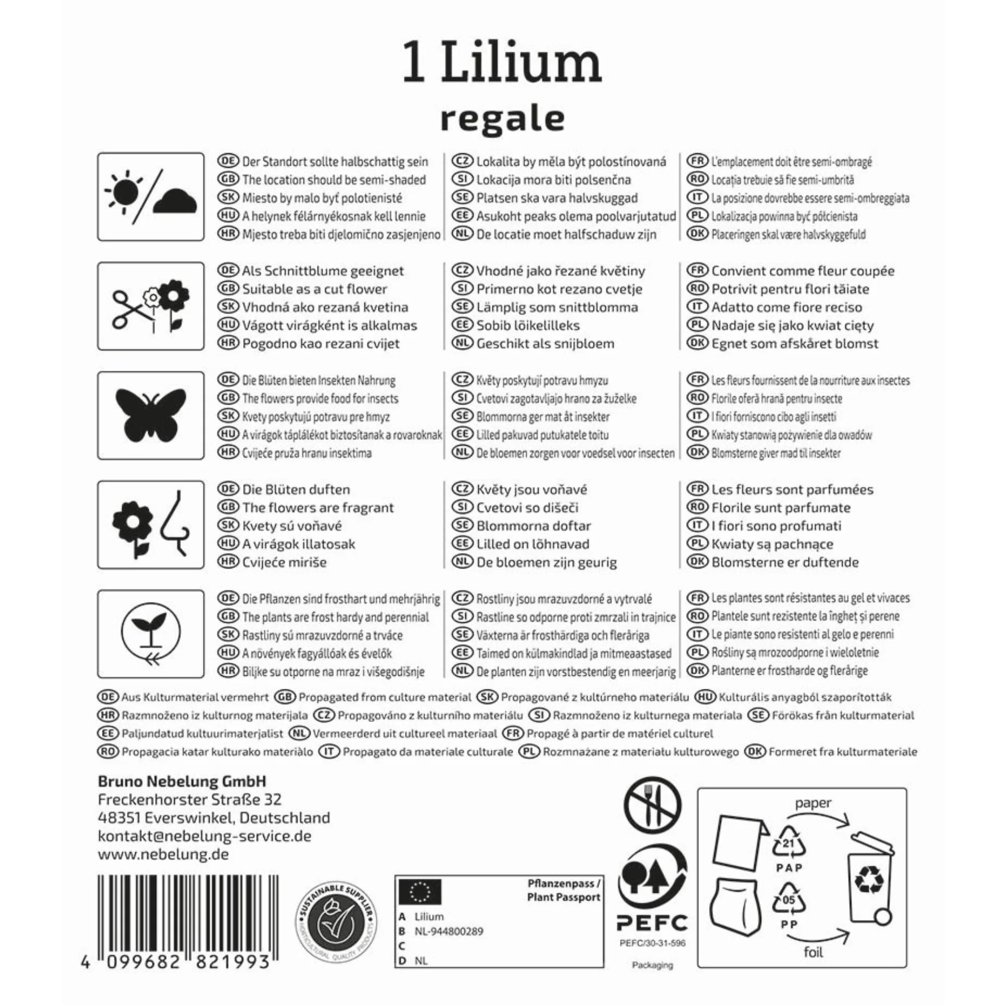Kiepenkerl Trompeten-Lilie, 1 Zwiebel - Image 2