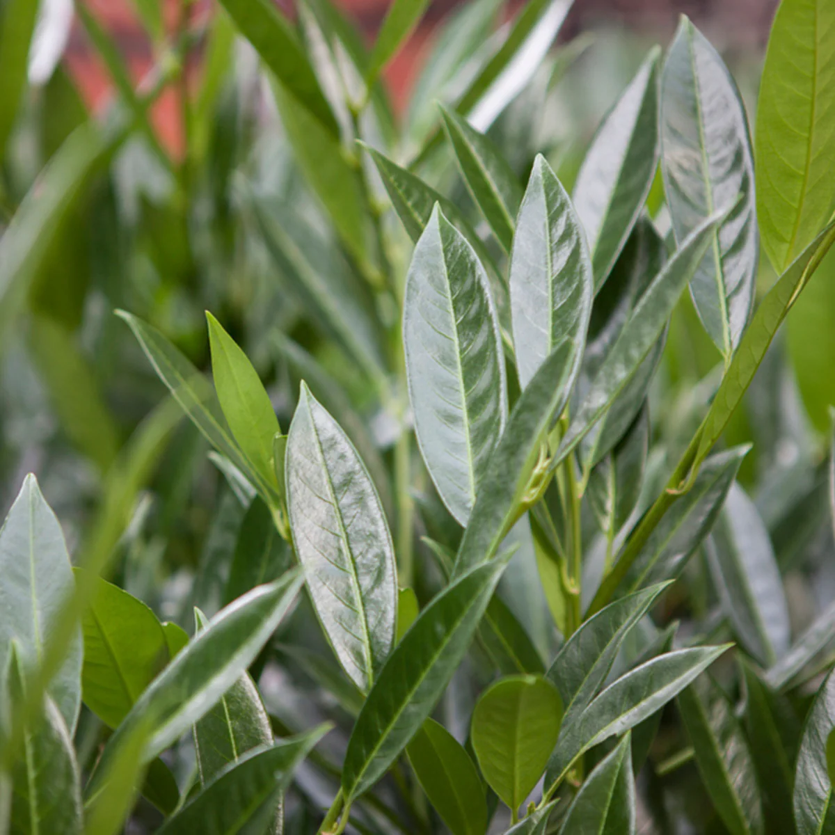Kirschlorbeer 'Caucasica' - Image 7