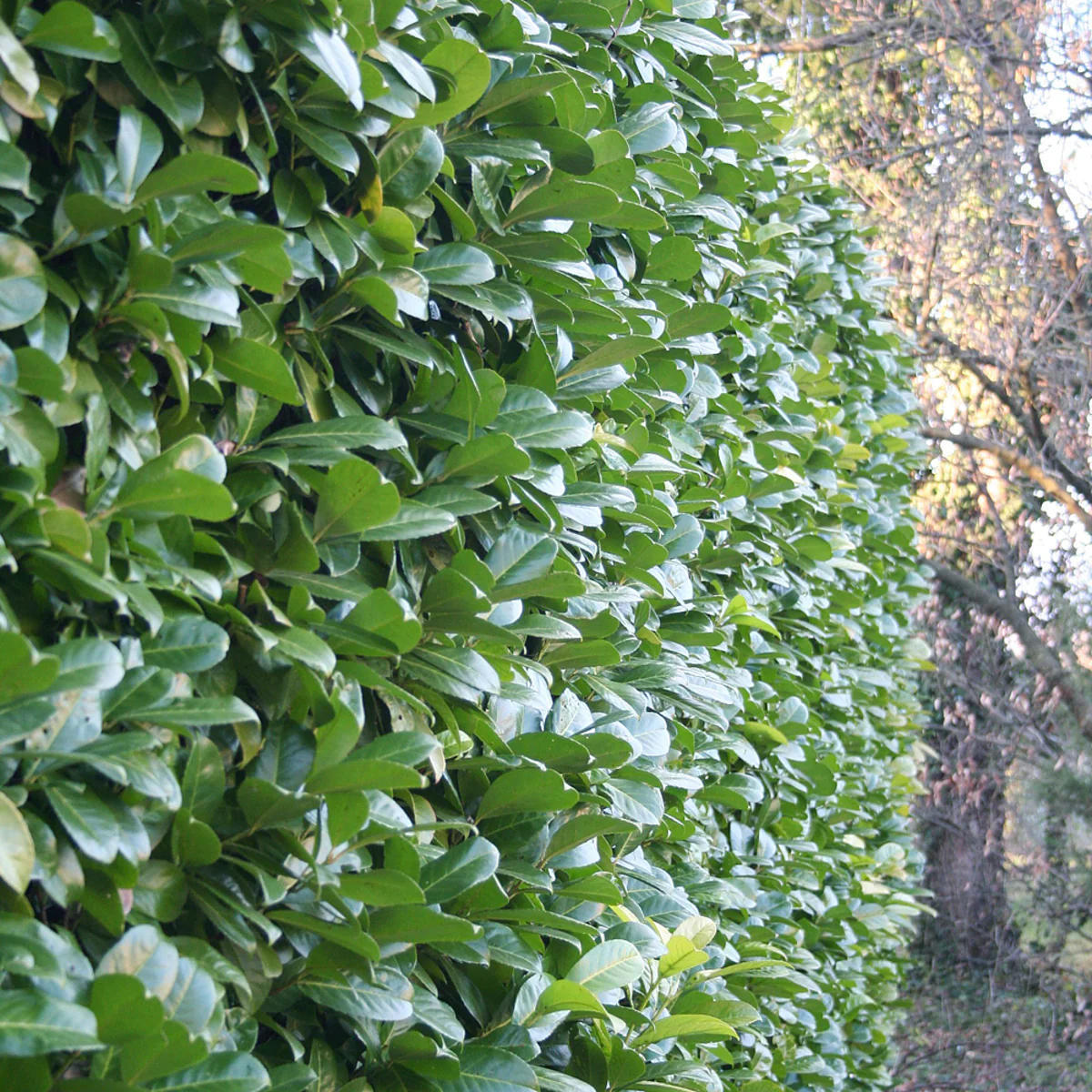 Kirschlorbeer-Hecke 'Caucasica'