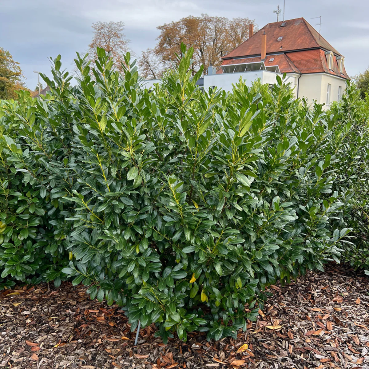 Kirschlorbeer 'Diana' - Image 2