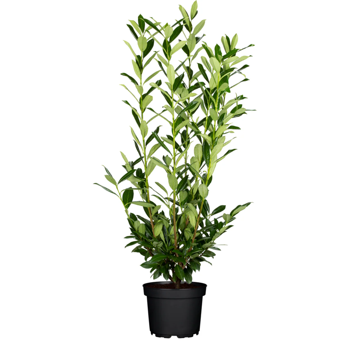 Kirschlorbeer 'Herbergii' - Image 2