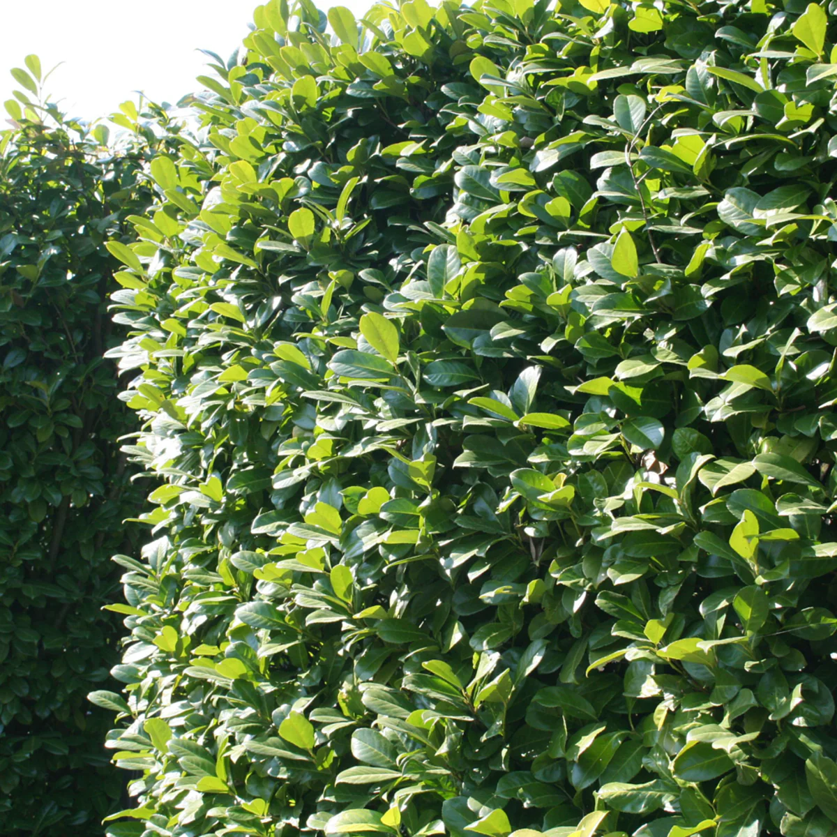 Kirschlorbeer-Hecke 'Novita'