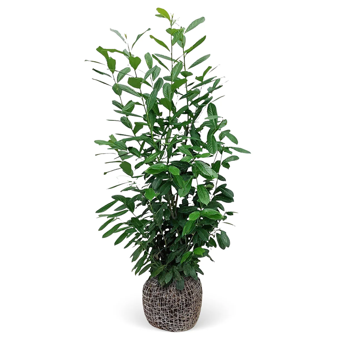 Kirschlorbeer-Hecke 'Novita' - Image 5