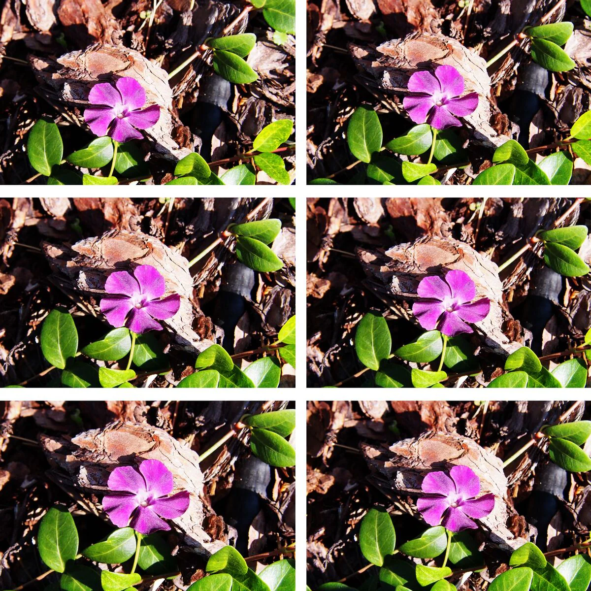 Kleines Immergrün 'Atropurpurea', 12 Pflanzen - Image 2