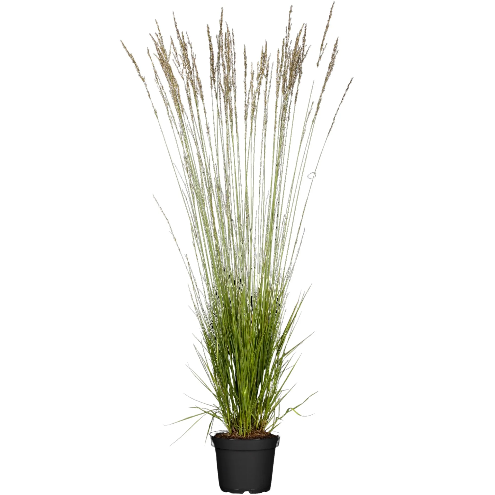 Kleines Pfeifengras 'Heidebraut' - Image 3