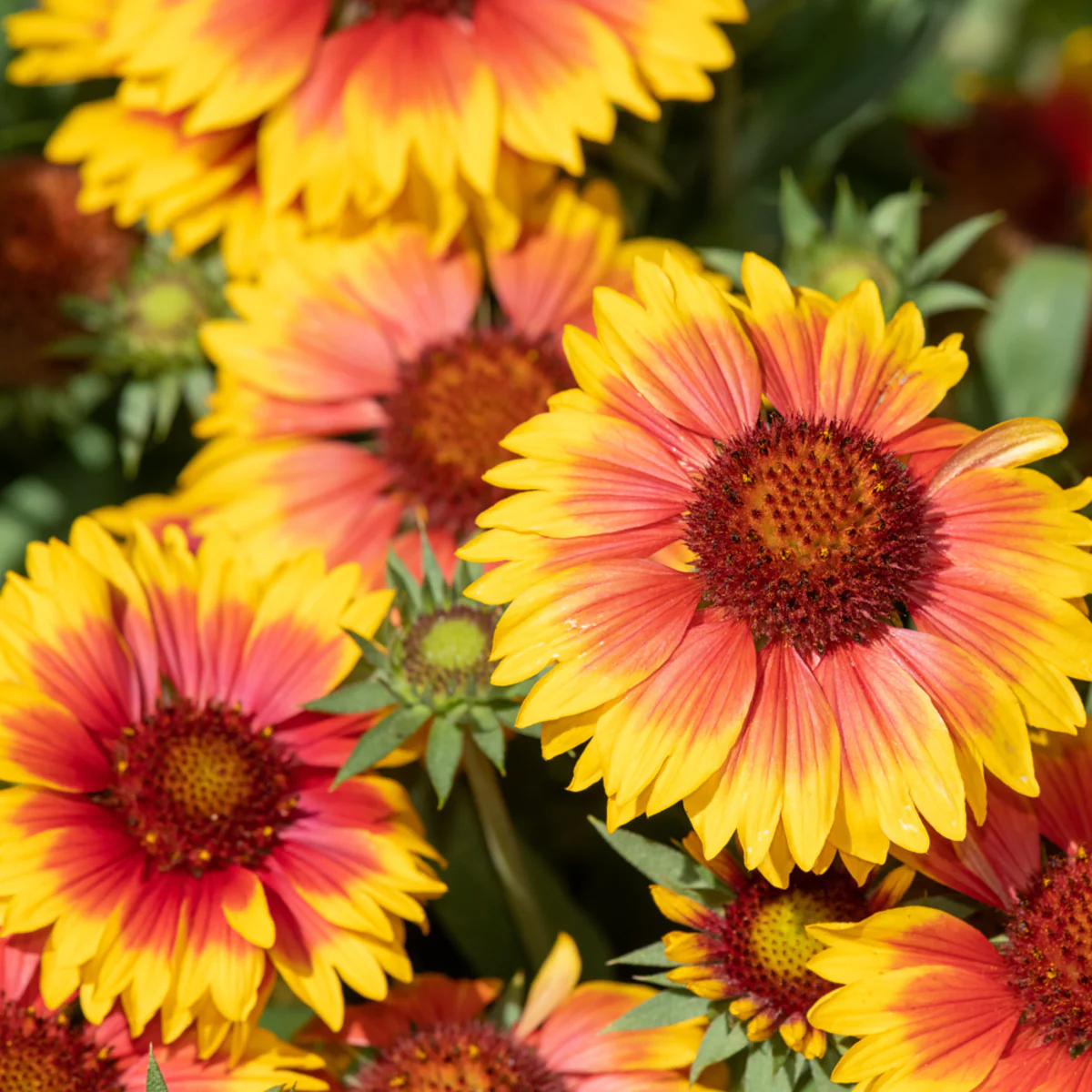 Kokardenblume