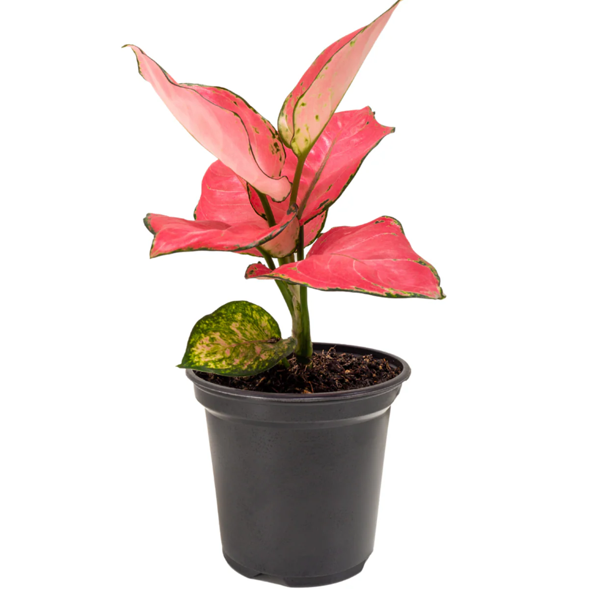 Kolbenfaden 'Pink Star' - Image 2