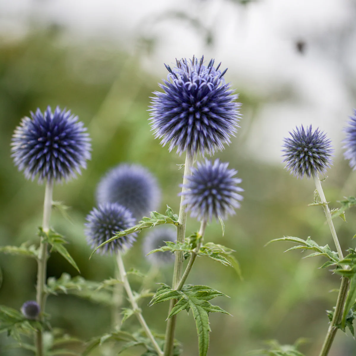 Kugeldistel