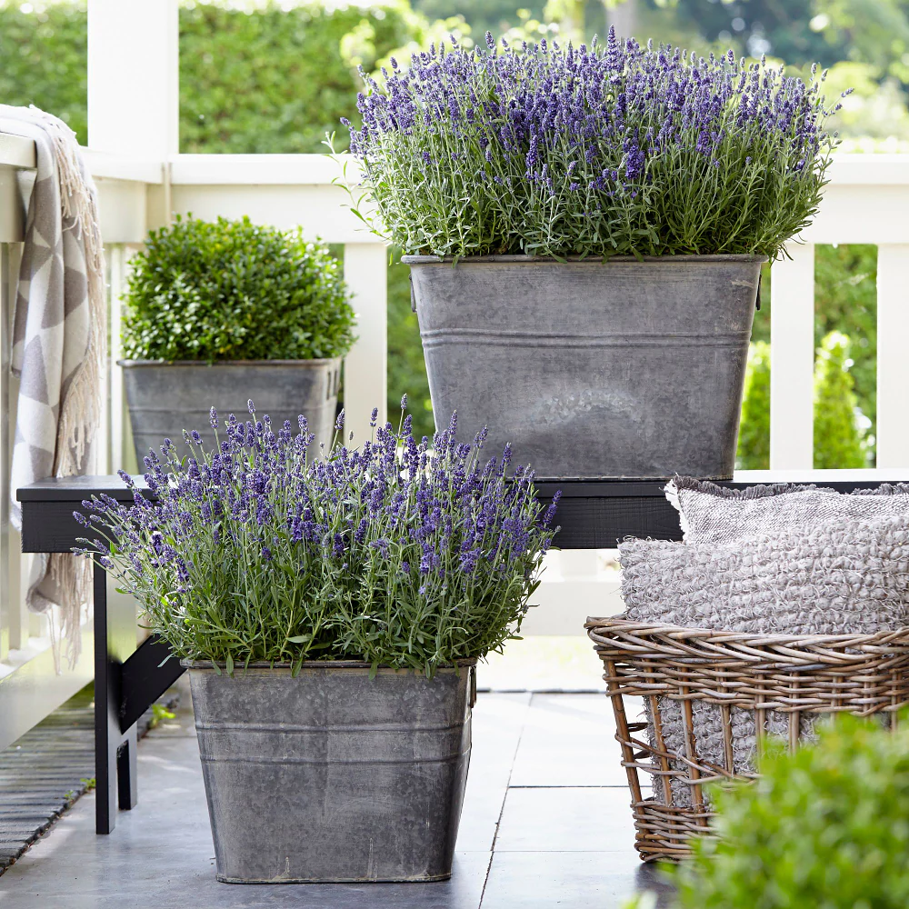 Lavendel 'Ardéche Blue®' - Image 3