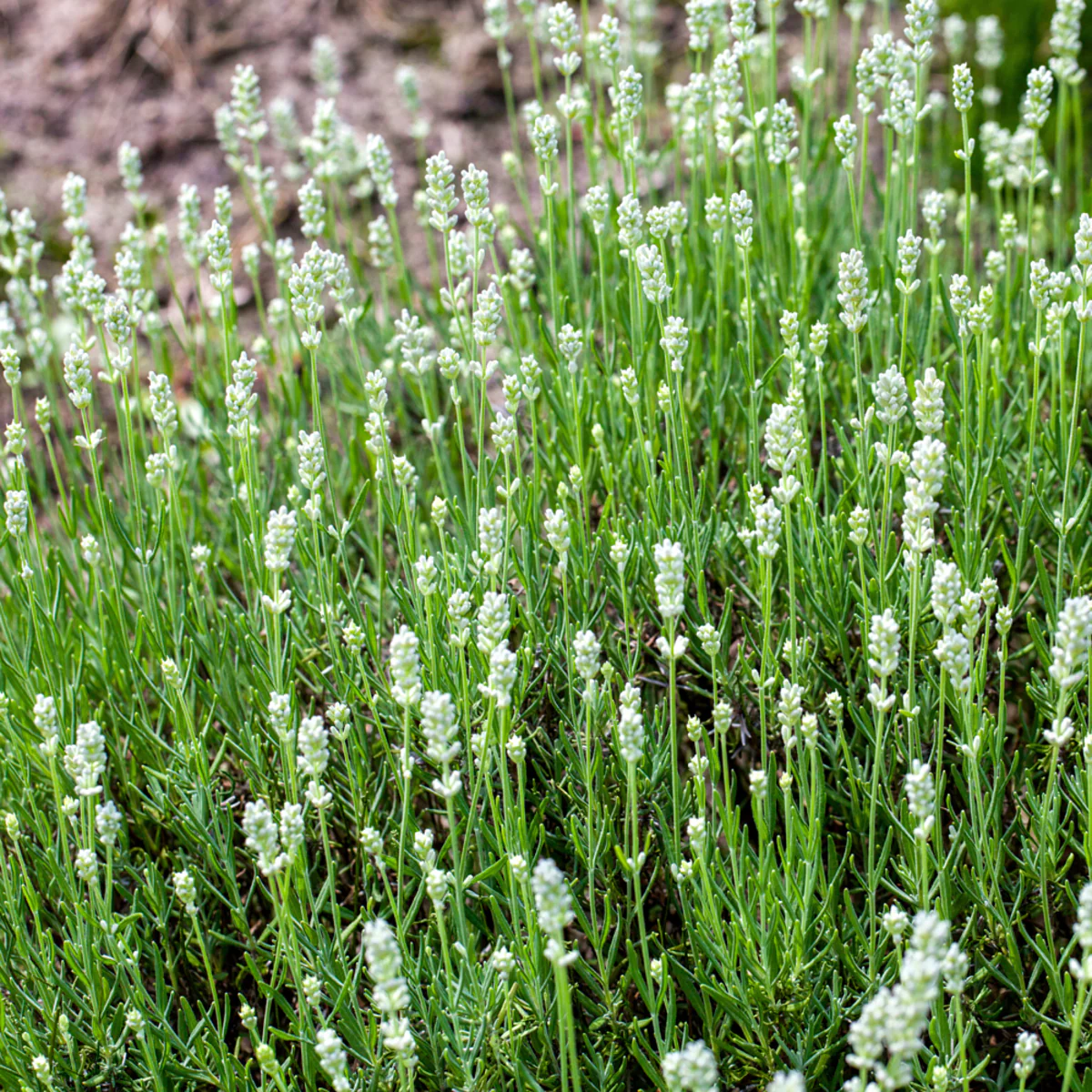 Lavendel - Image 3