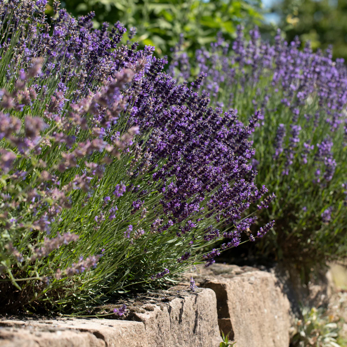 Lavendel - Image 4