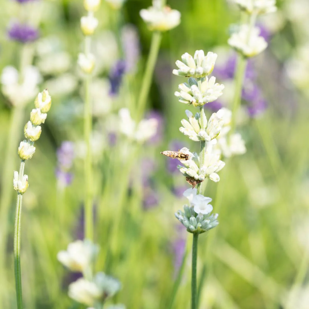 Lavendel - Image 6