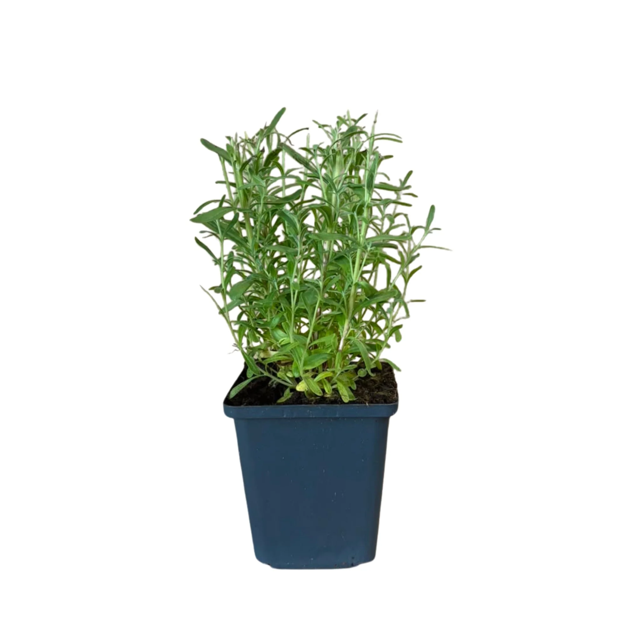 Lavendel - Image 9