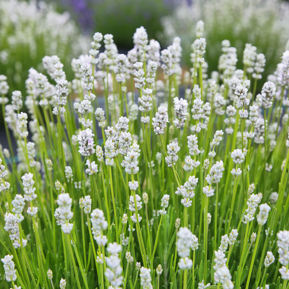 Lavendel 'White Scent'