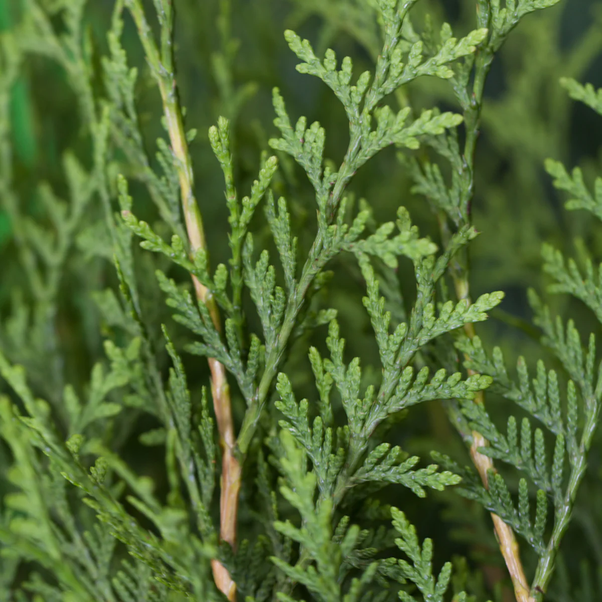 Lebensbaum 'Brabant'
