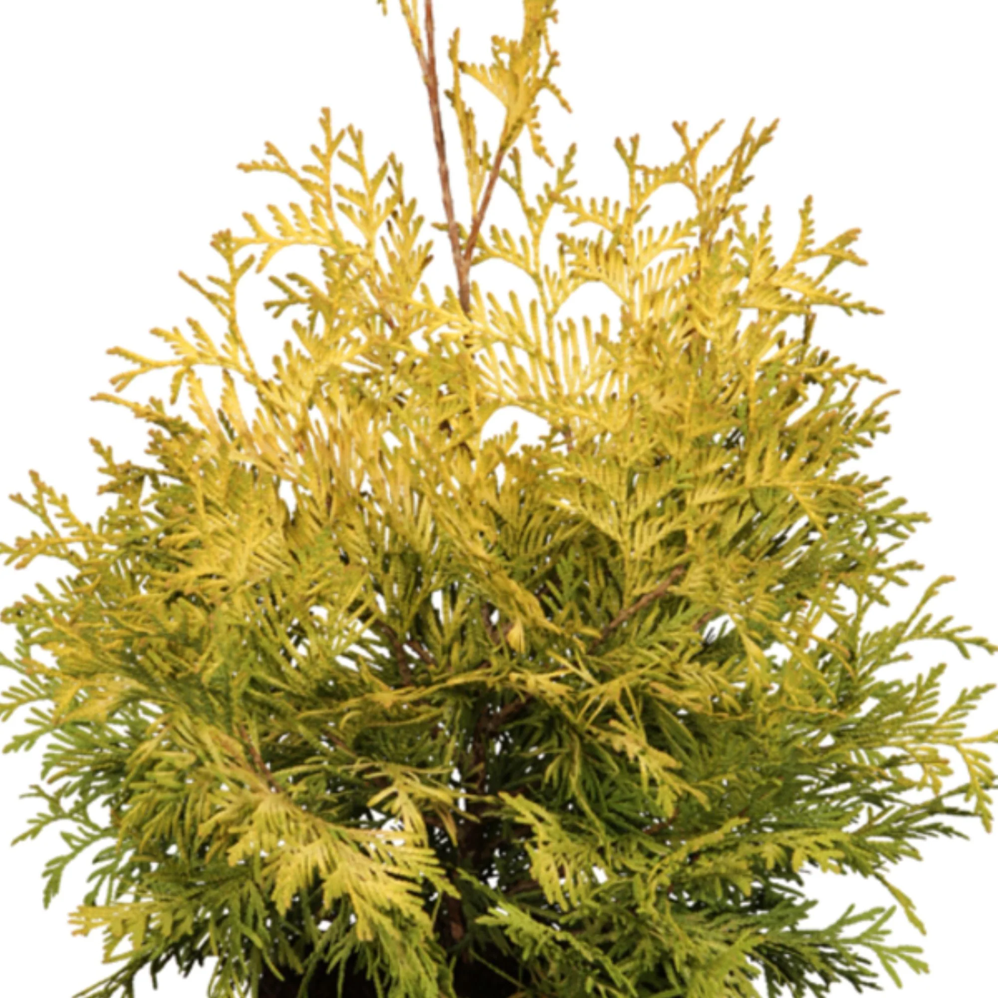 Lebensbaum 'Yellow Ribbon' - Image 2