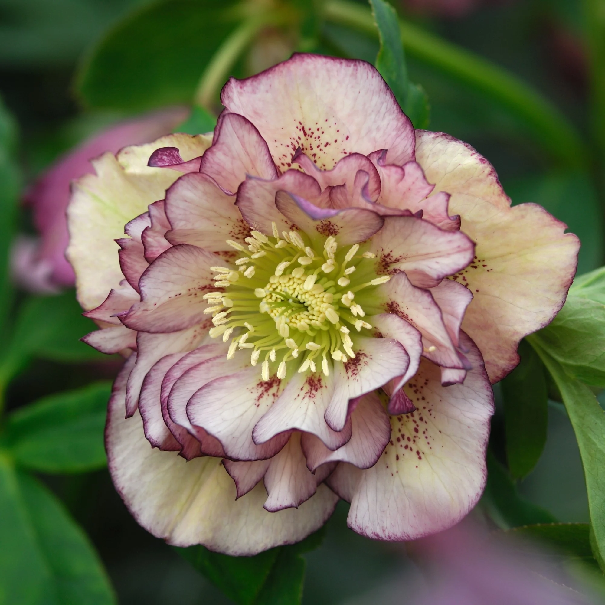 Lenzrose 'Double Ellen® Picotée'