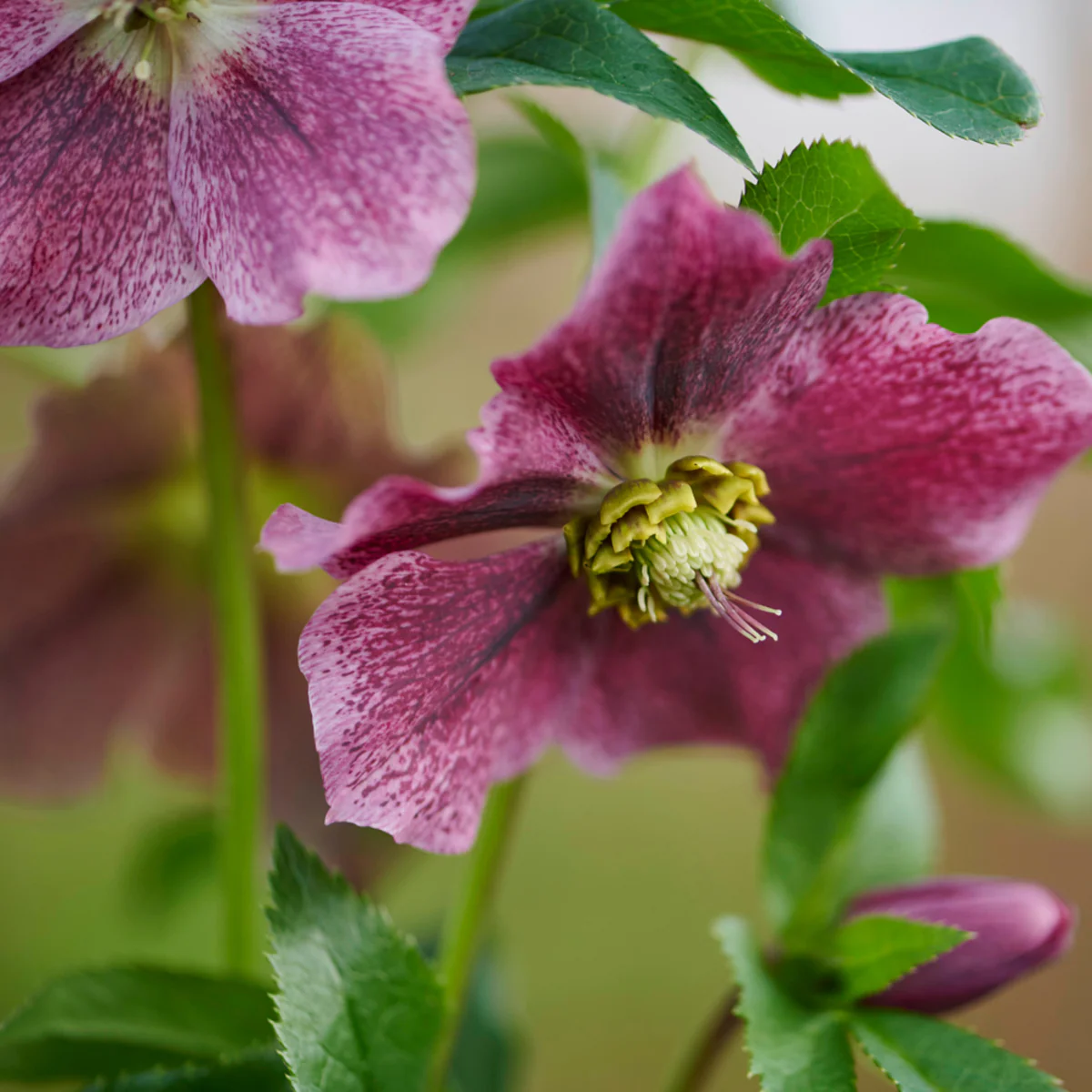 Lenzrose 'Elsa®'