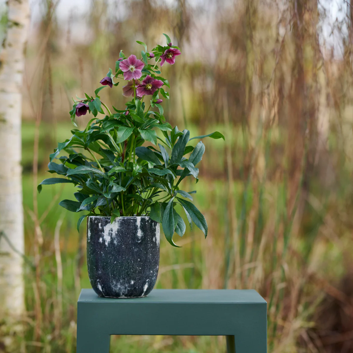 Lenzrose 'Elsa®' - Image 2