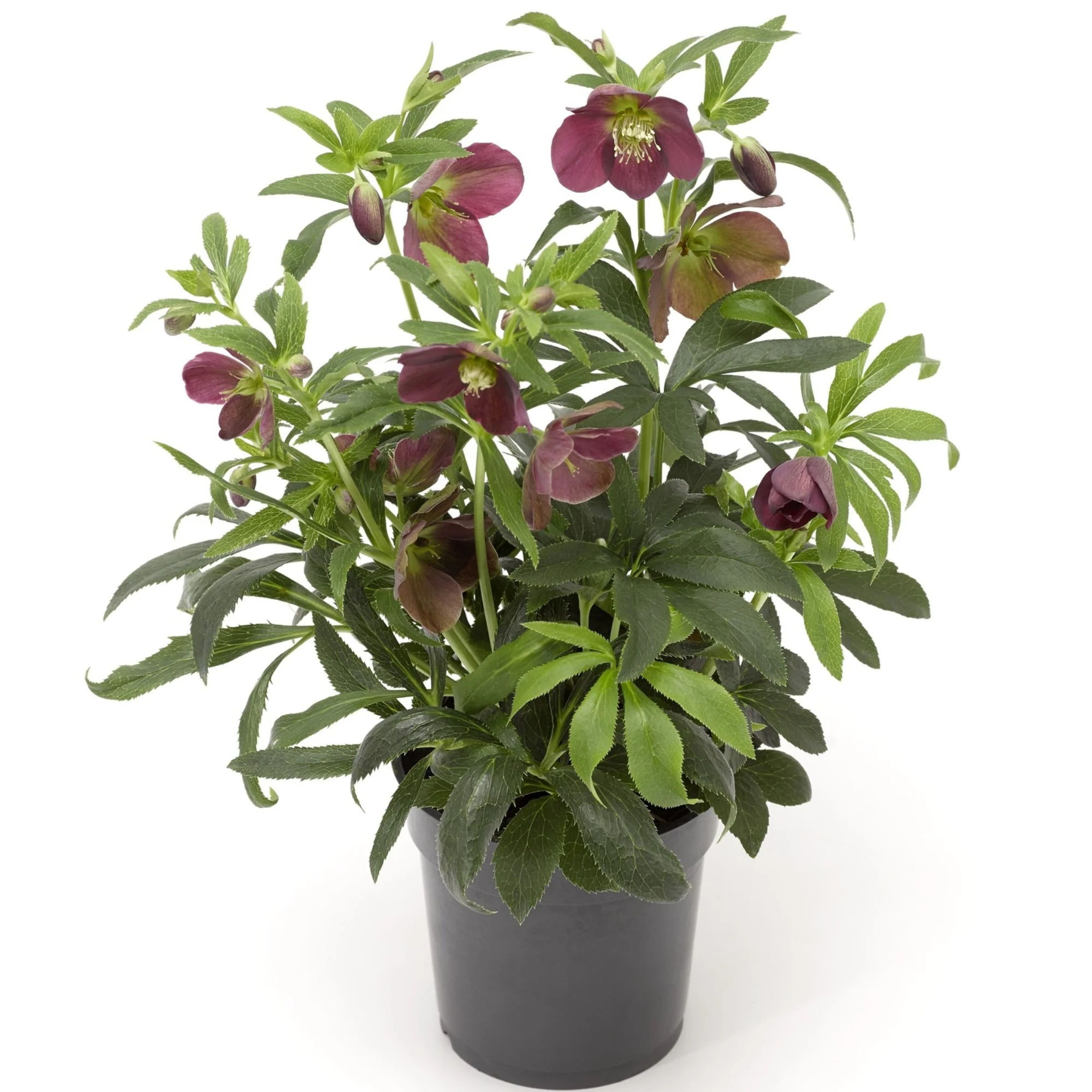 Lenzrose 'Halcyon' - Image 3