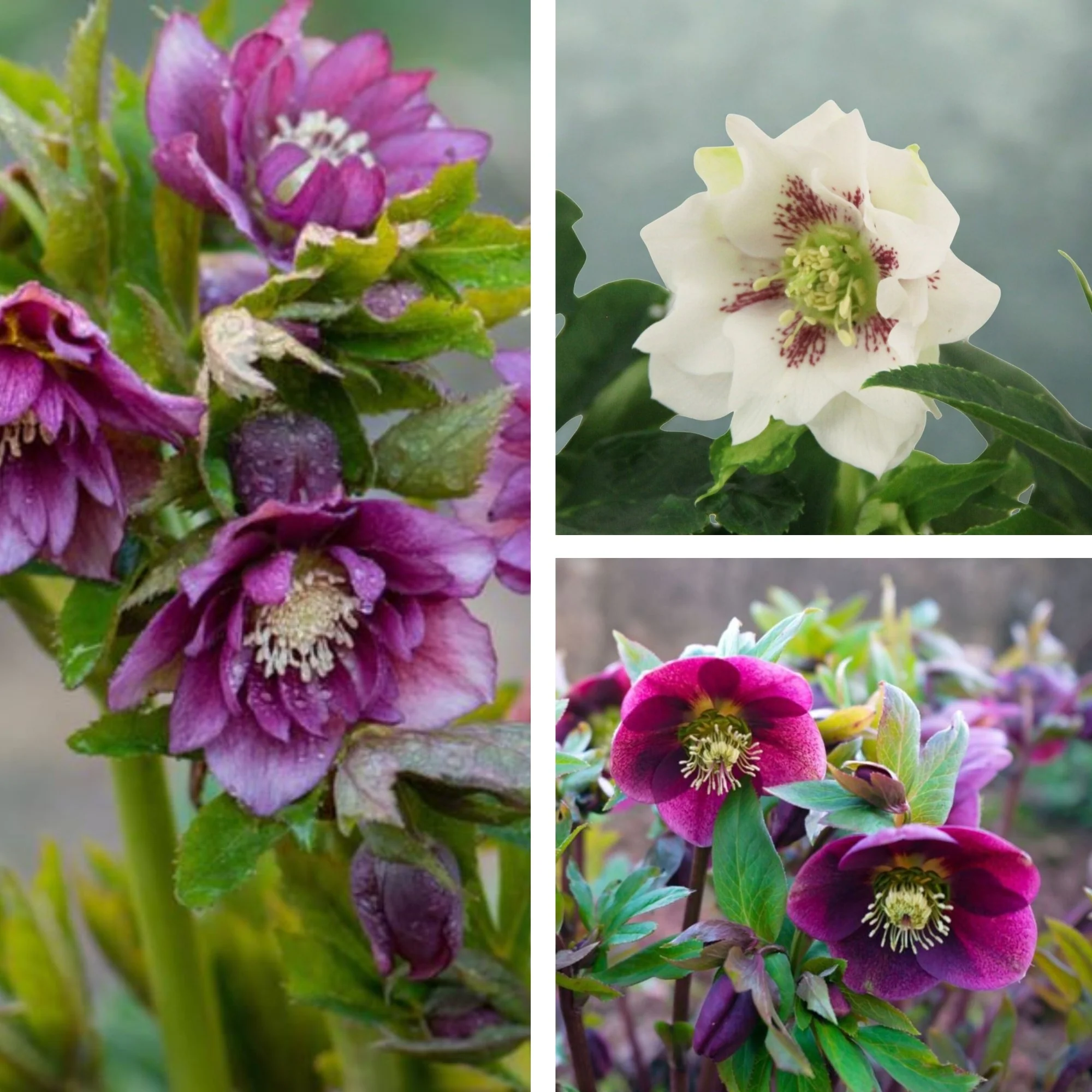 Lenzrosen 'Orientalisches Trio'