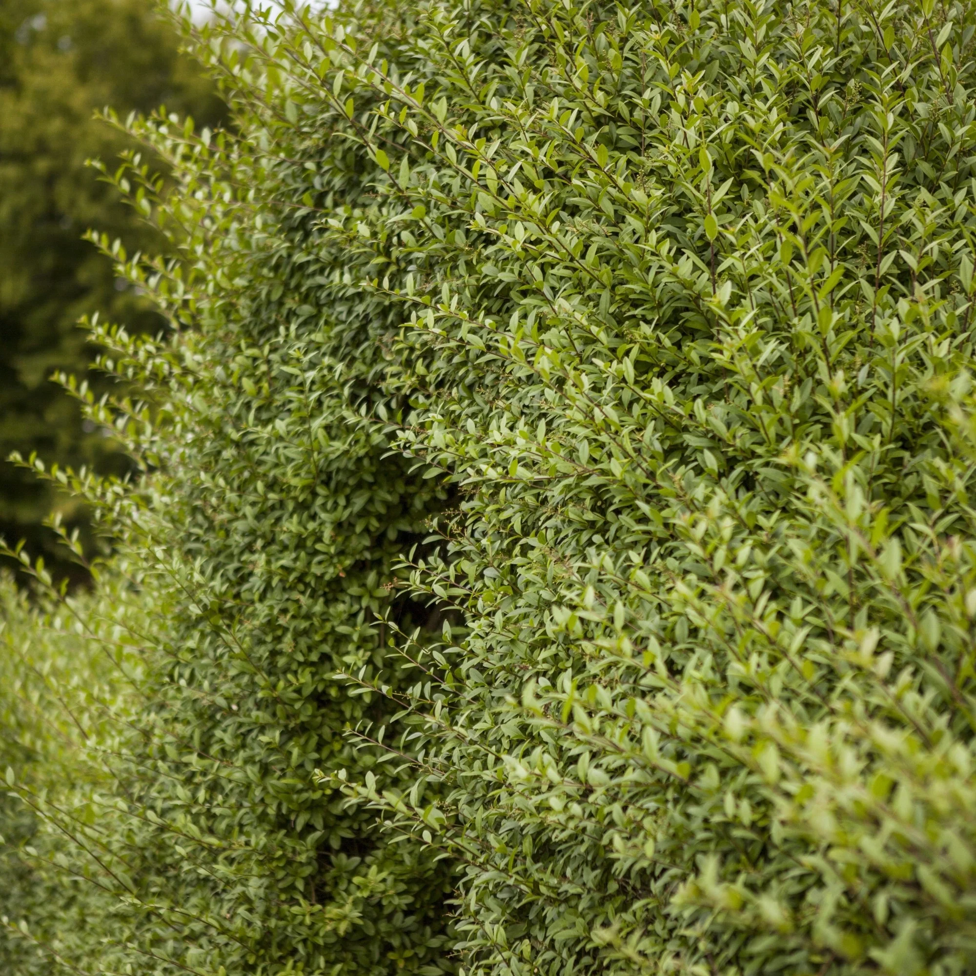 Liguster 'Atrovirens'
