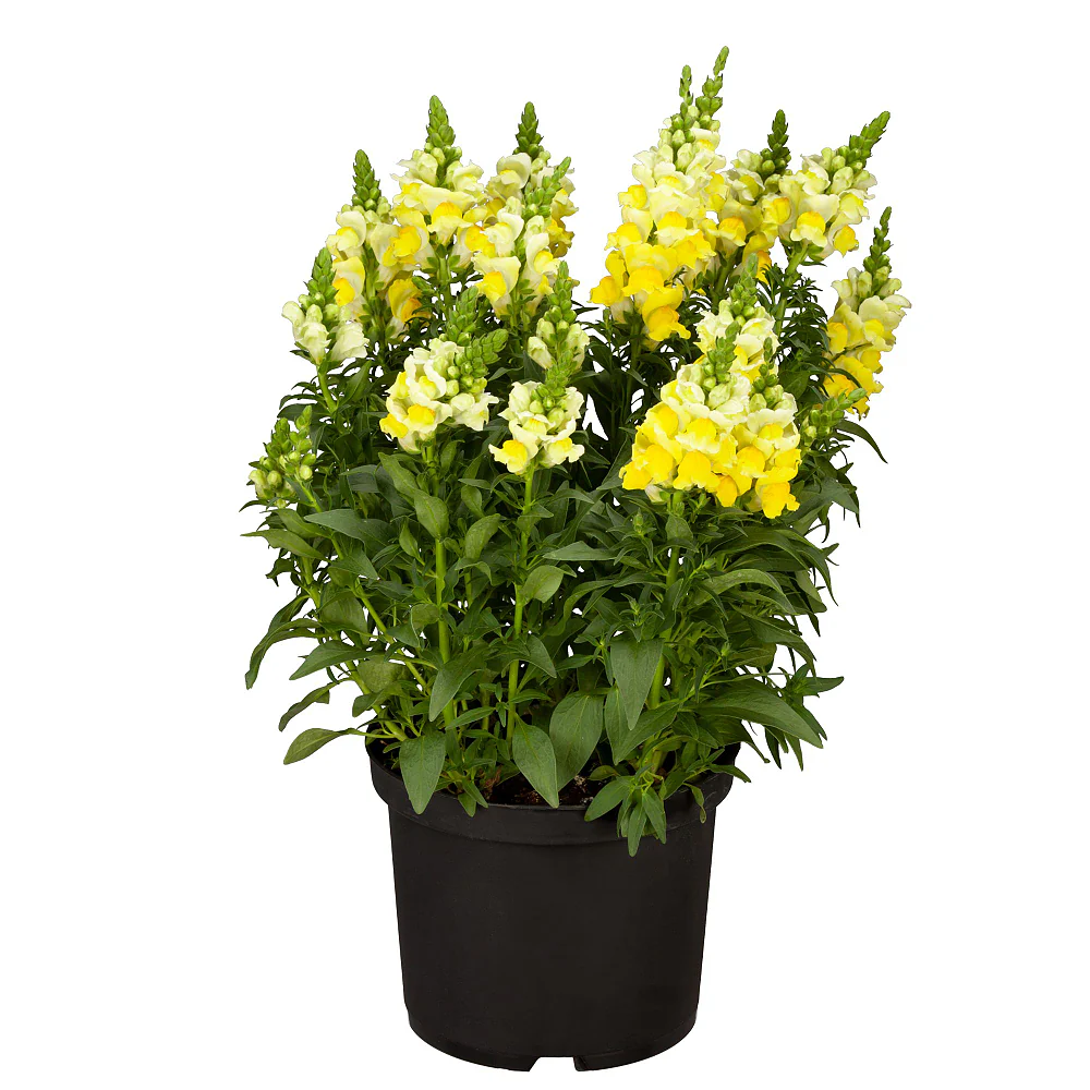 Löwenmäulchen - Image 4