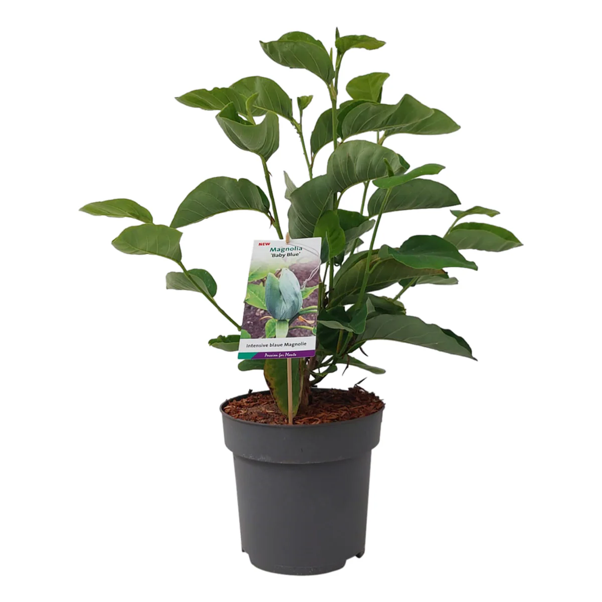 Magnolie 'Baby Blue' - Image 2