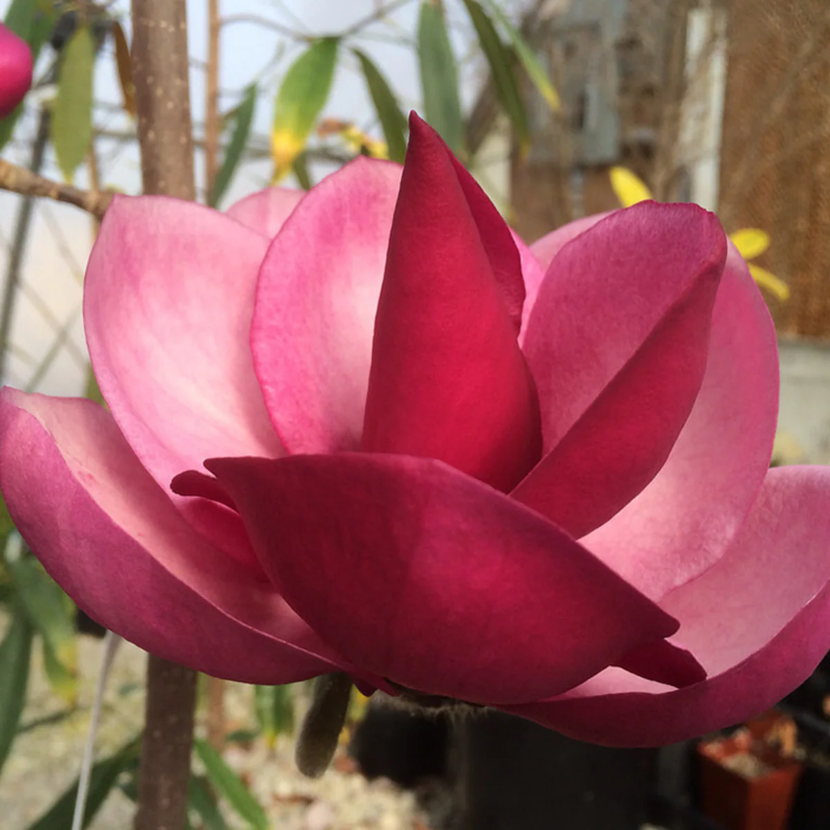 Magnolie 'Frank Masterpiece'