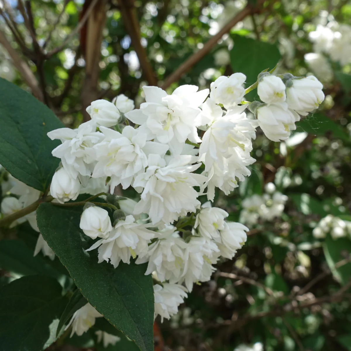 Maiblumenstrauch 'Plena'