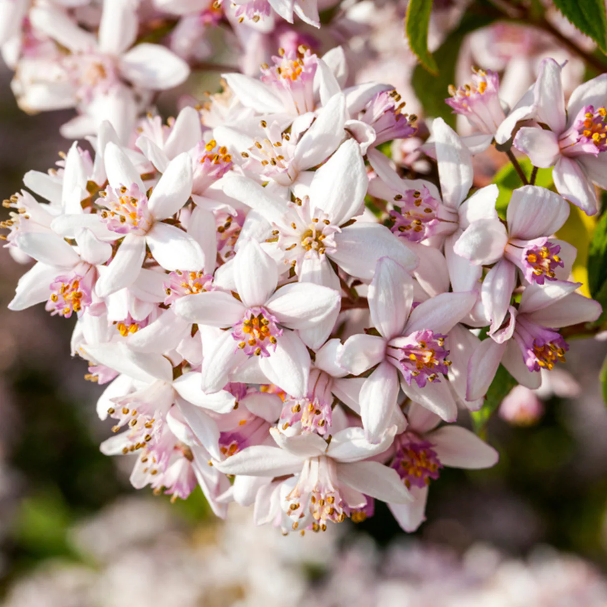 Maiblumenstrauch 'Yuki Cherry Blossom®'