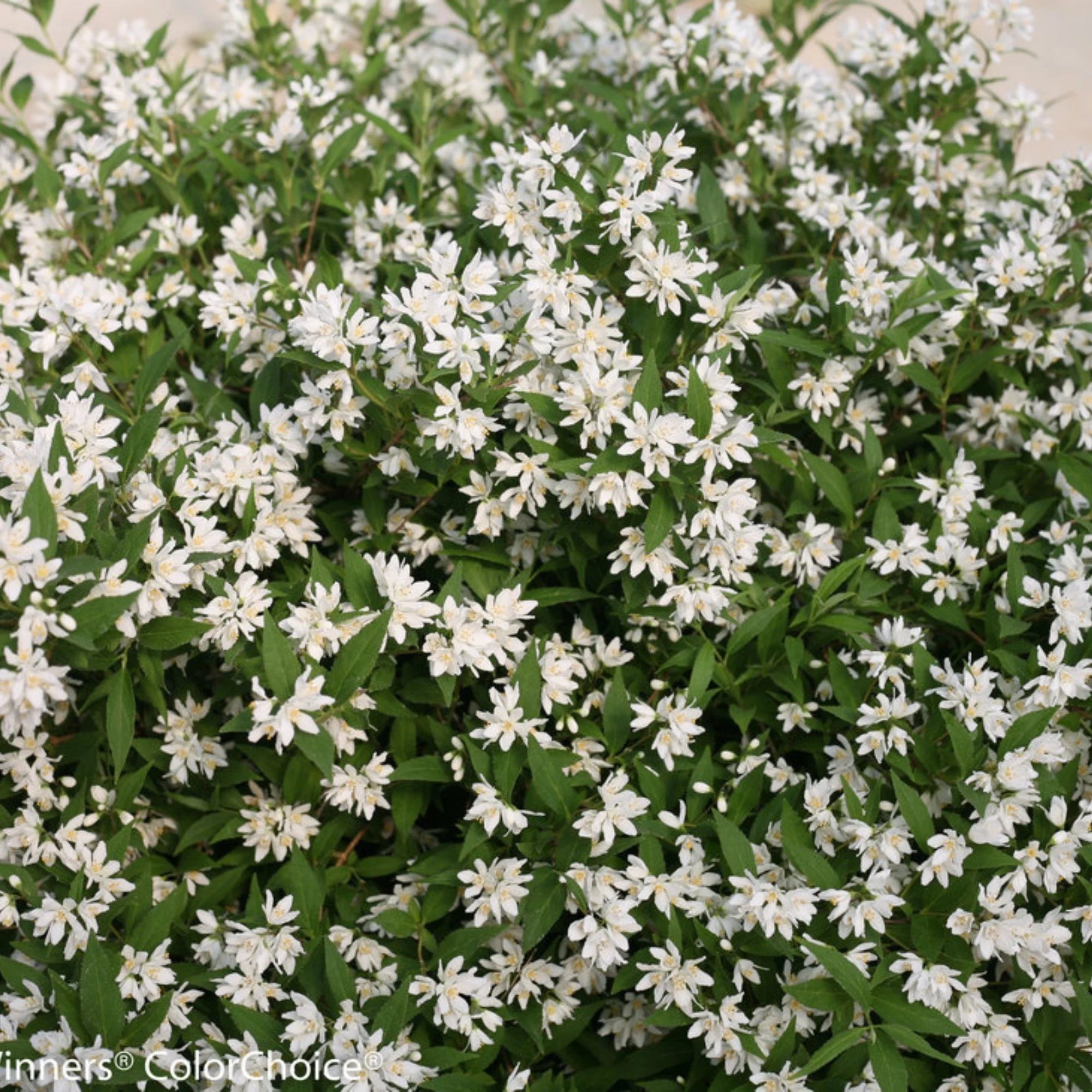 Maiblumenstrauch 'Yuki Snowflake®' - Image 2