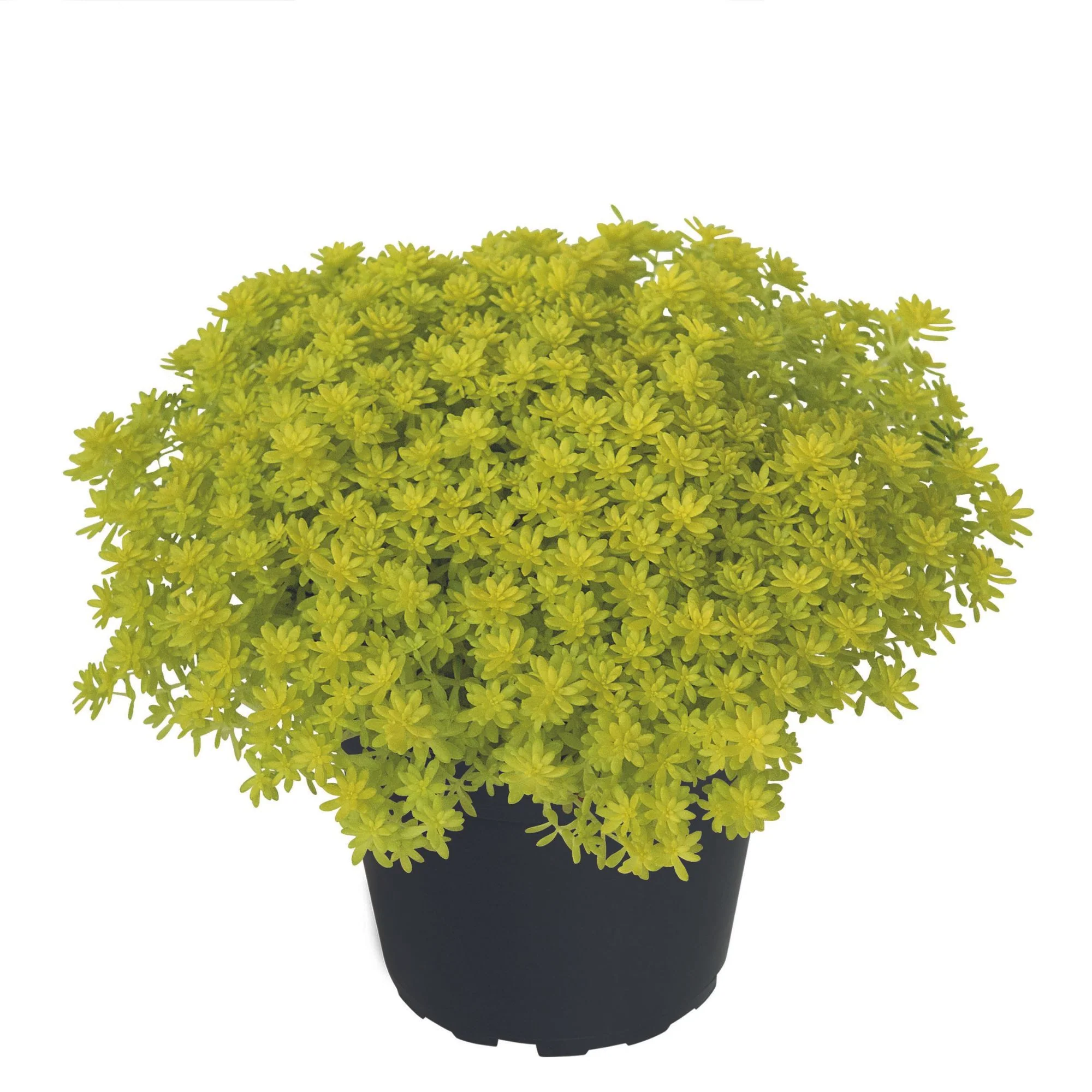 Mauerpfeffer 'Tokyo Sun'