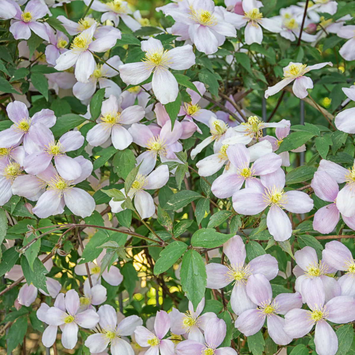 Clematis 'Fragant Spring'