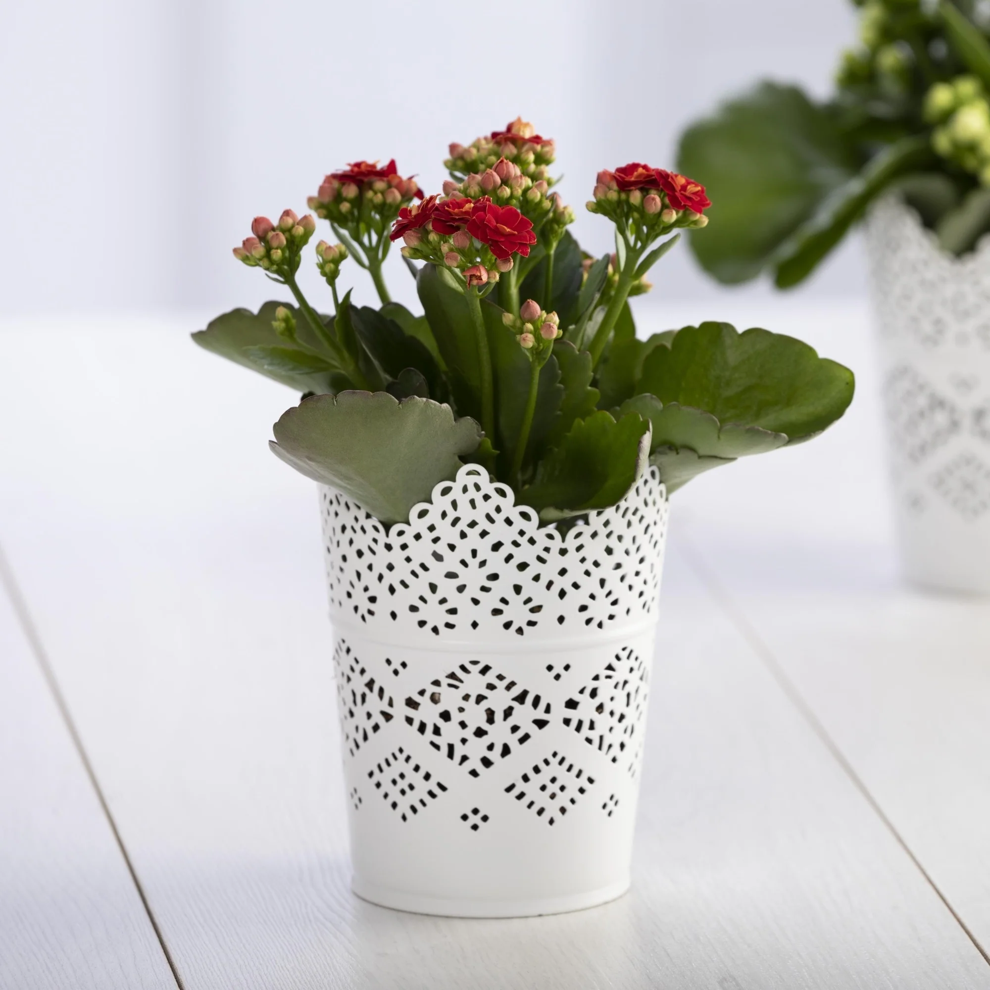 Mini-Flammendes Käthchen - Image 7