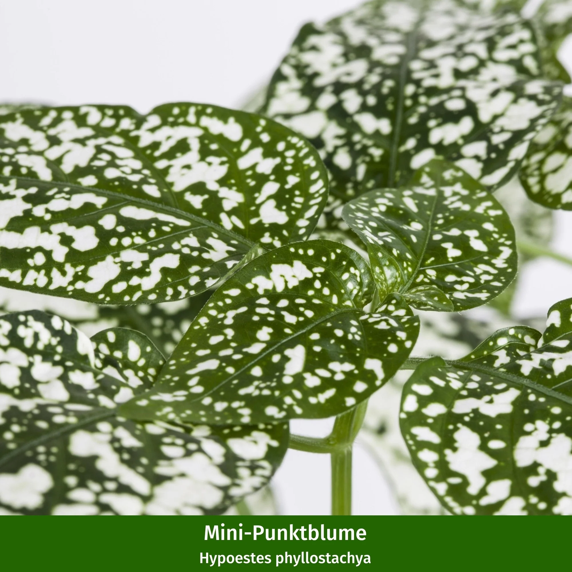 Mini-Grünpflanzen, 3 Pflanzen - Image 4
