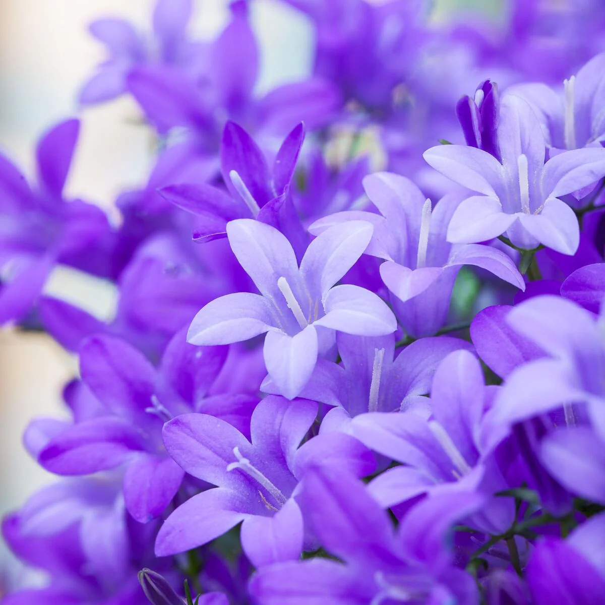 Mini-Polster-Glockenblume - Image 2