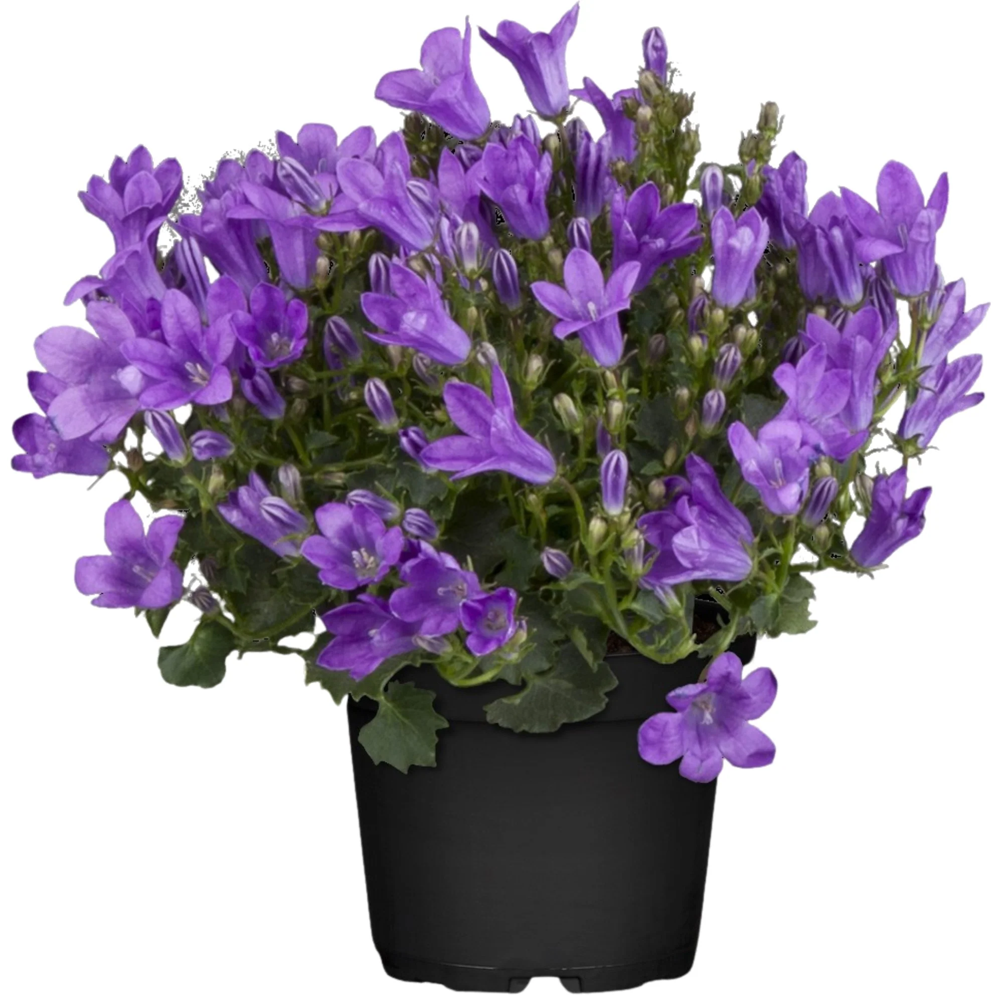 Mini-Polster-Glockenblume - Image 3