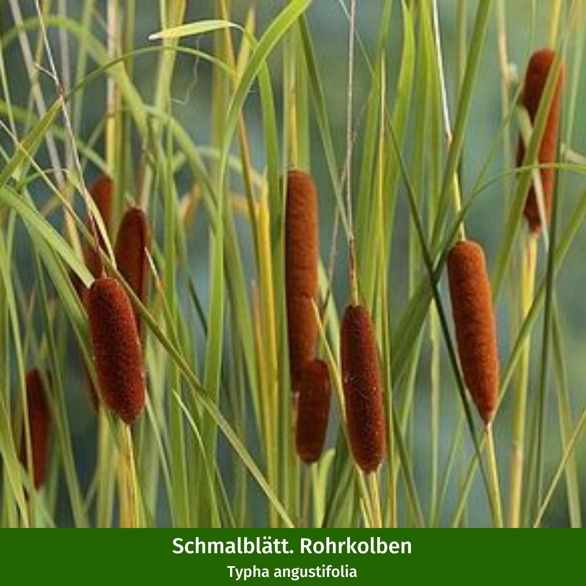 Miniteich mit Zinkwanne - Image 5