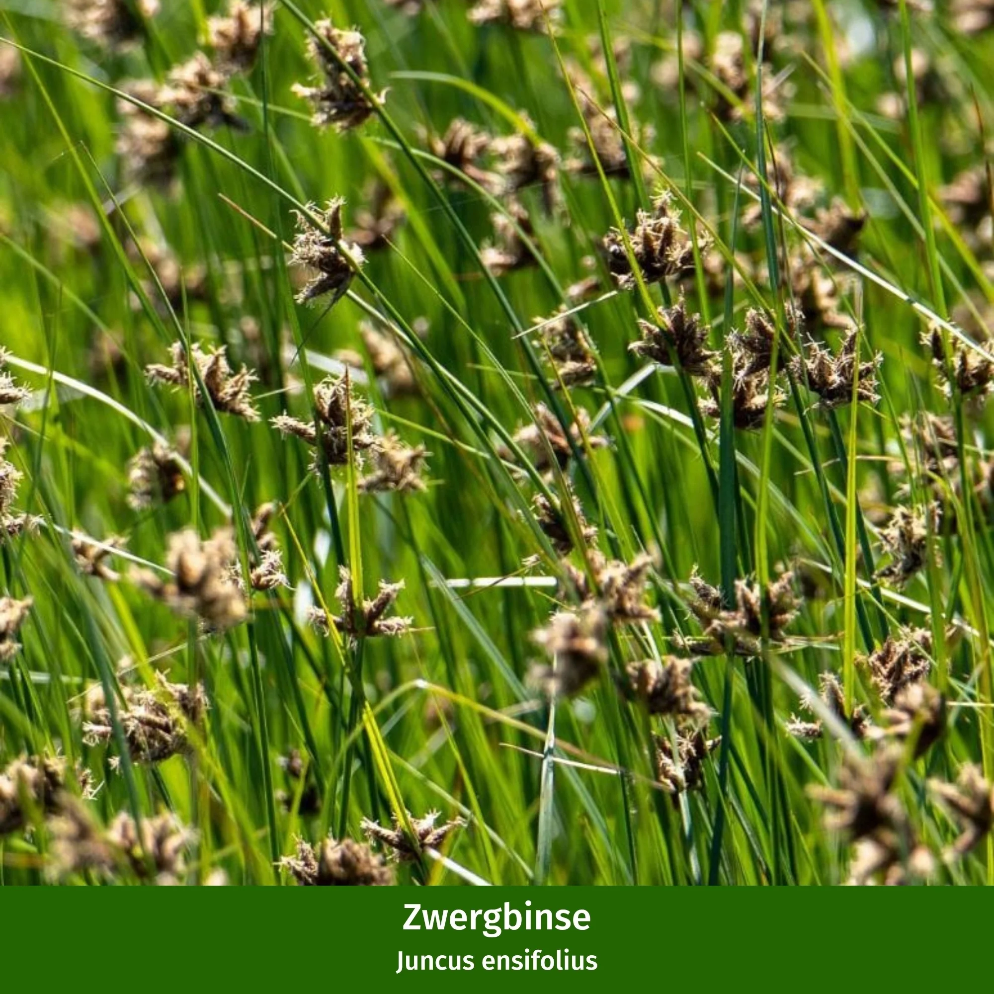 Miniteich mit Zinkwanne "Starter Set" - Image 8