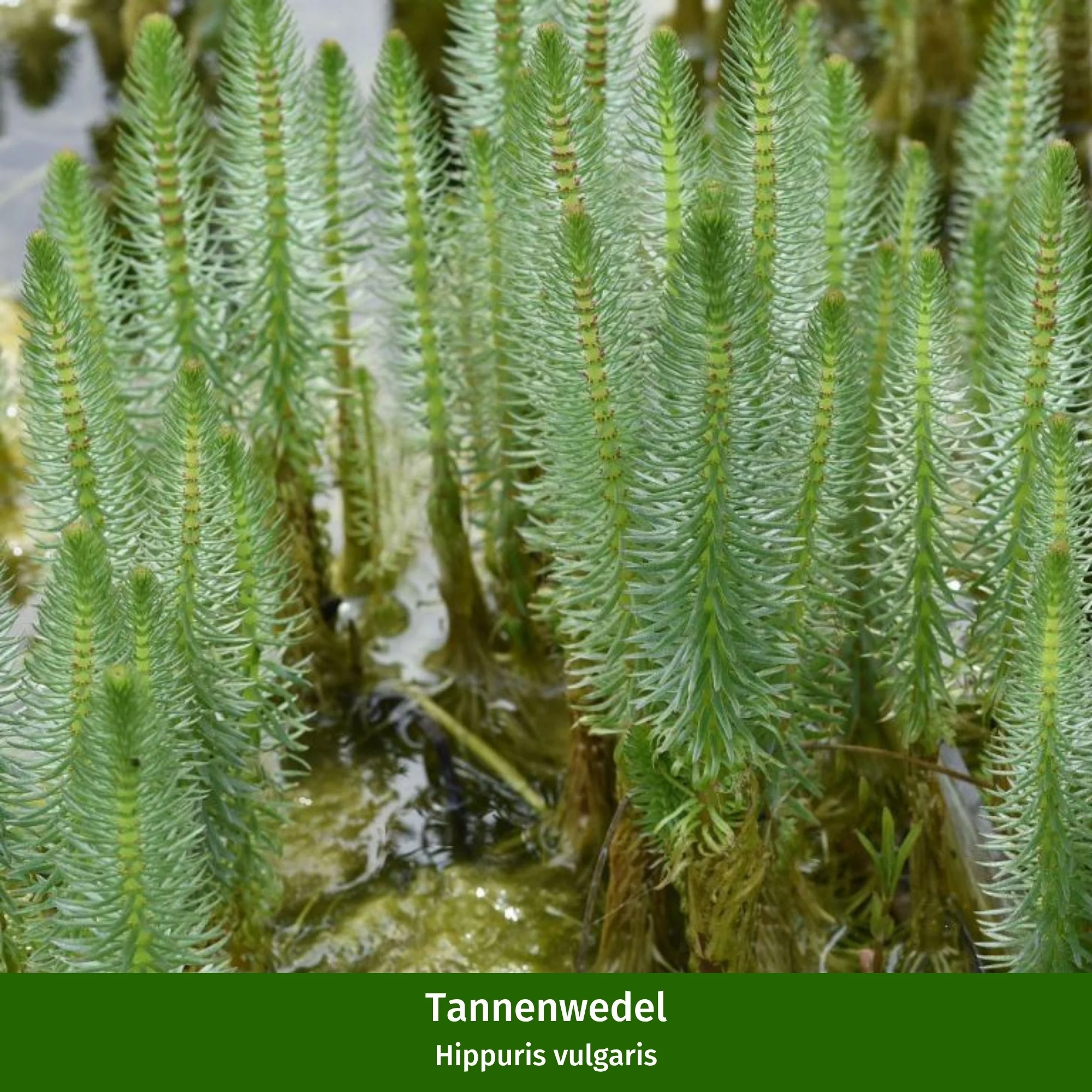 Miniteich mit Zinkwanne "Starter Set" - Image 7