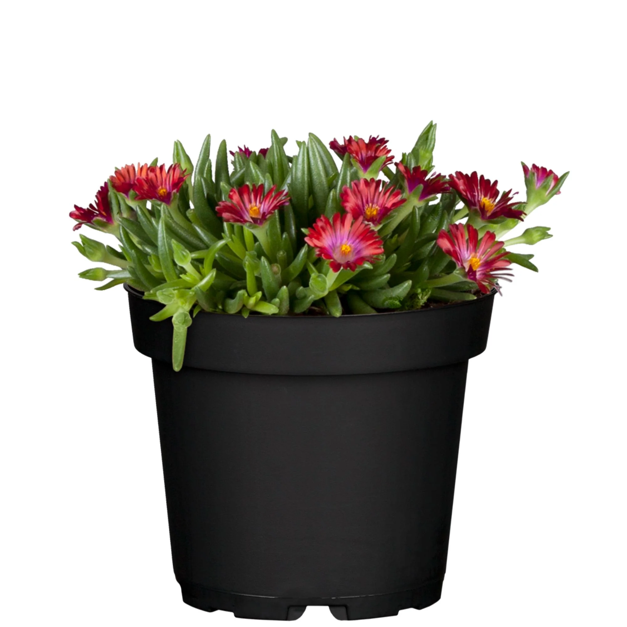 Mittagsblume - Image 4
