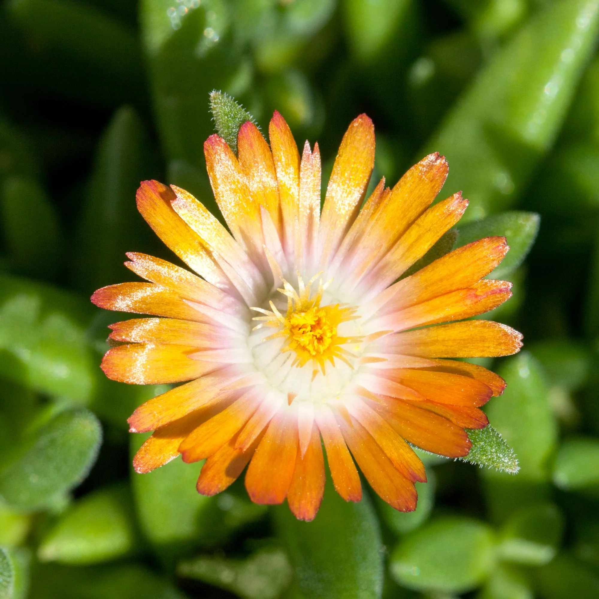 Mittagsblume - Image 5